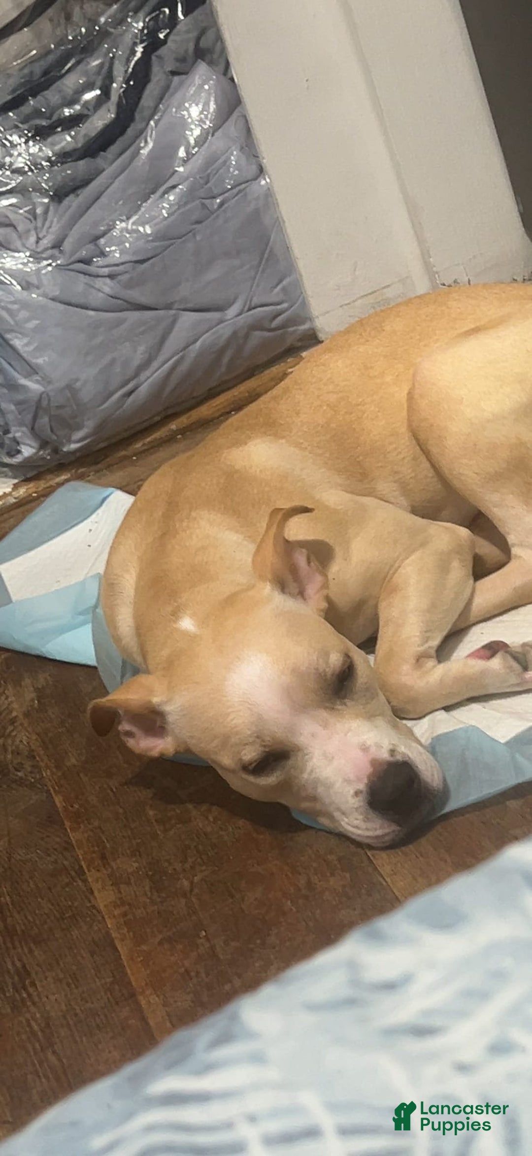American Pit Bull Terrier dogs for sale: Leona - Image 3