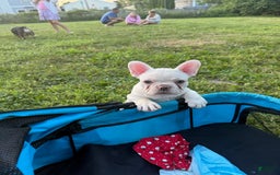 French Bulldog dogs for sale: Rhea - Image 8
