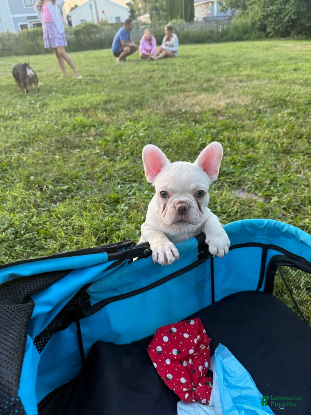 French Bulldog dogs for sale: Rhea - Image 8