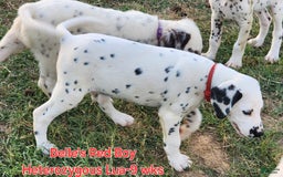 Dalmatian dogs for sale: Belles Red Lua Boy - Image 3