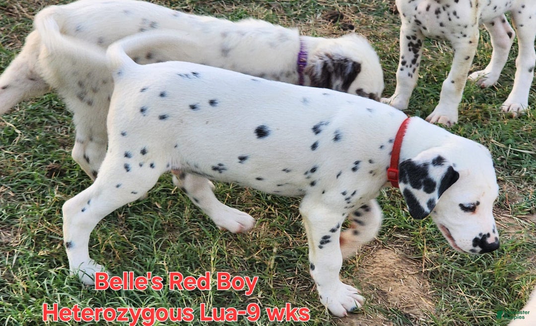 Dalmatian dogs for sale: Belles Red Lua Boy - Image 3