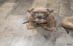 American Bully dogs for sale: Big Hoss - Image 114