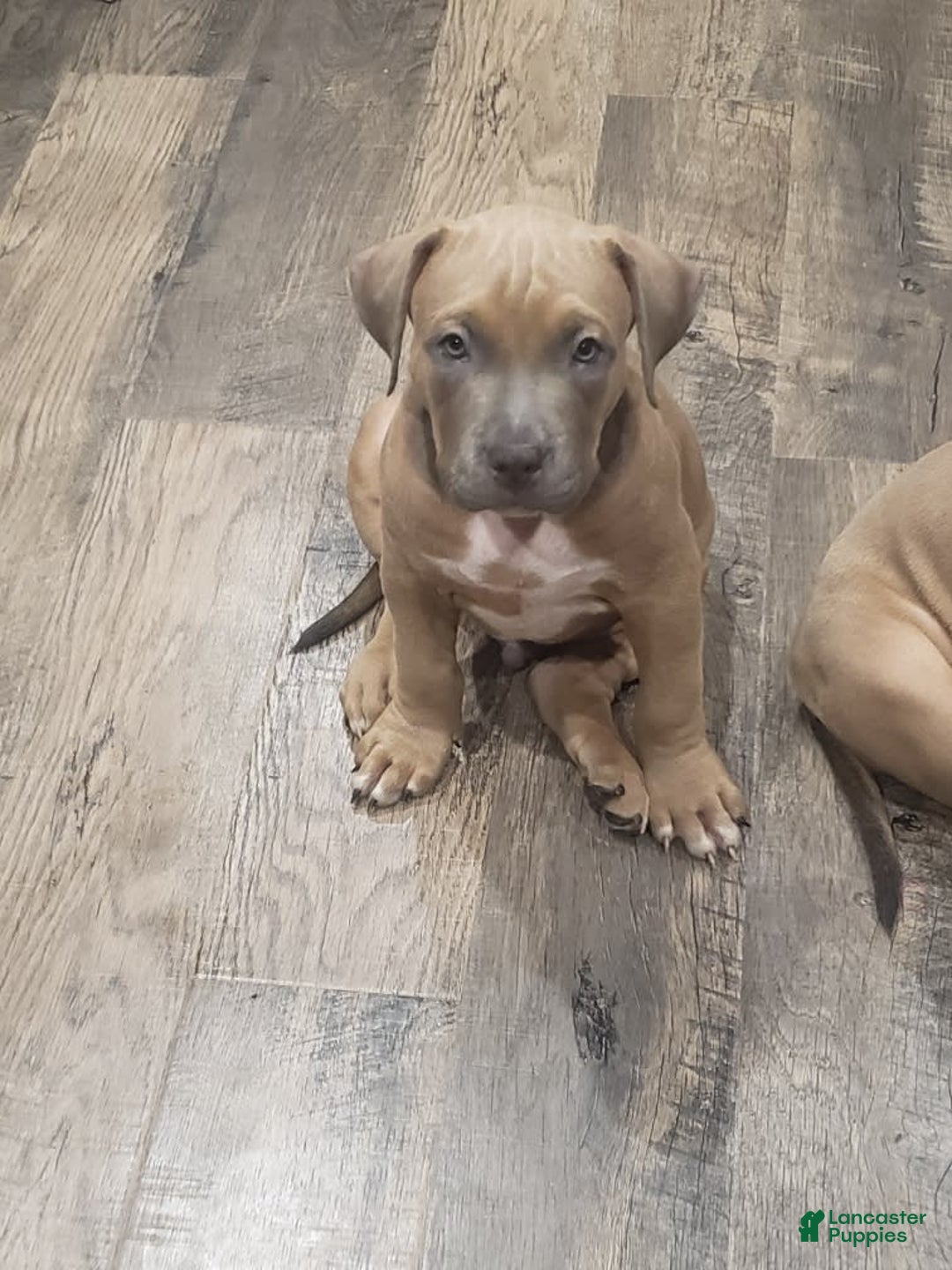 American Bully dogs for sale: Big Hoss - Image 114