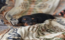 Dachshund dogs for sale: Raven - Image 1