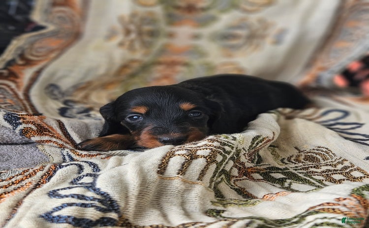 Dachshund dogs for sale - Ad 4