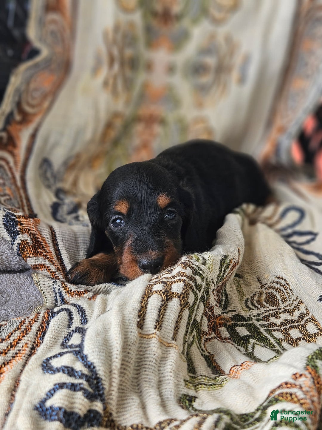 Dachshund dogs for sale: Raven - Image 1