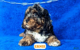 Cavapoo dogs for sale: Ernie - Image 7