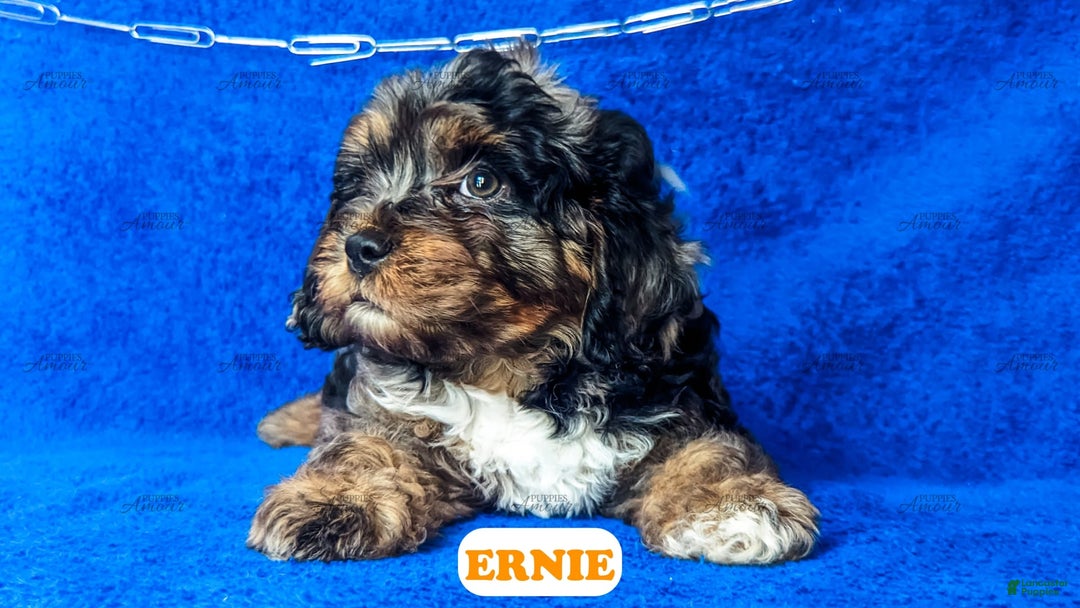 Cavapoo dogs for sale: Ernie - Image 7