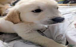 Golden Retriever dogs for sale: Charlie - Image 2