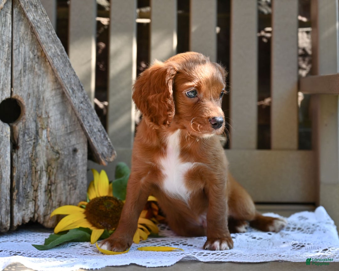Cavapoo dogs for sale: Rhett - Image 5