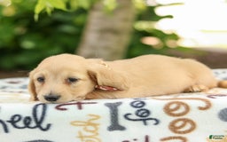 Miniature Dachshund dogs for sale: Tanner - Image 6