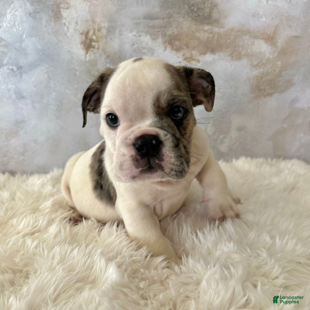 English Bulldog dogs for sale: Shanna - Image 2