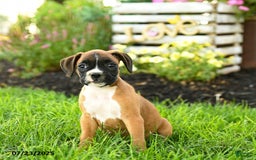 Boxer dogs for sale: Eve - Image 3