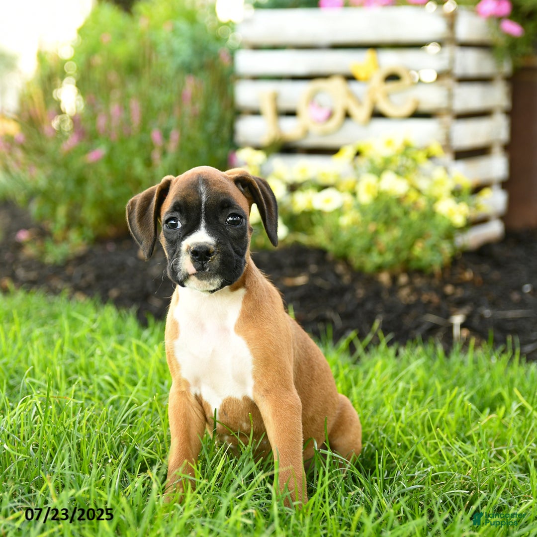 Boxer dogs for sale: Eve - Image 3