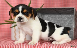 Beabull dogs for sale: Wendy - Image 2