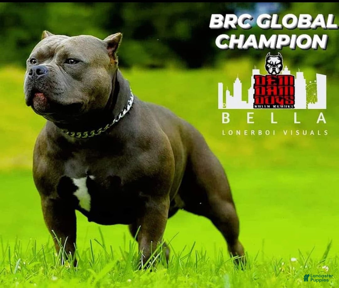 American Bully dogs for sale: Rogue - Image 2