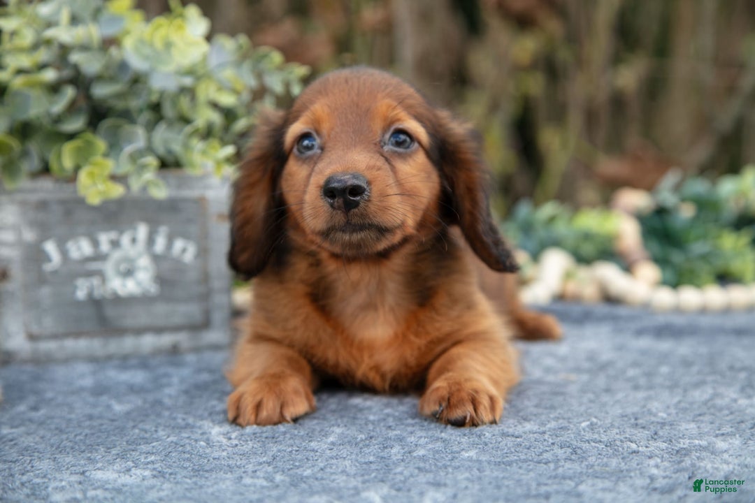 Miniature Dachshund dogs for sale: Madden - Image 3
