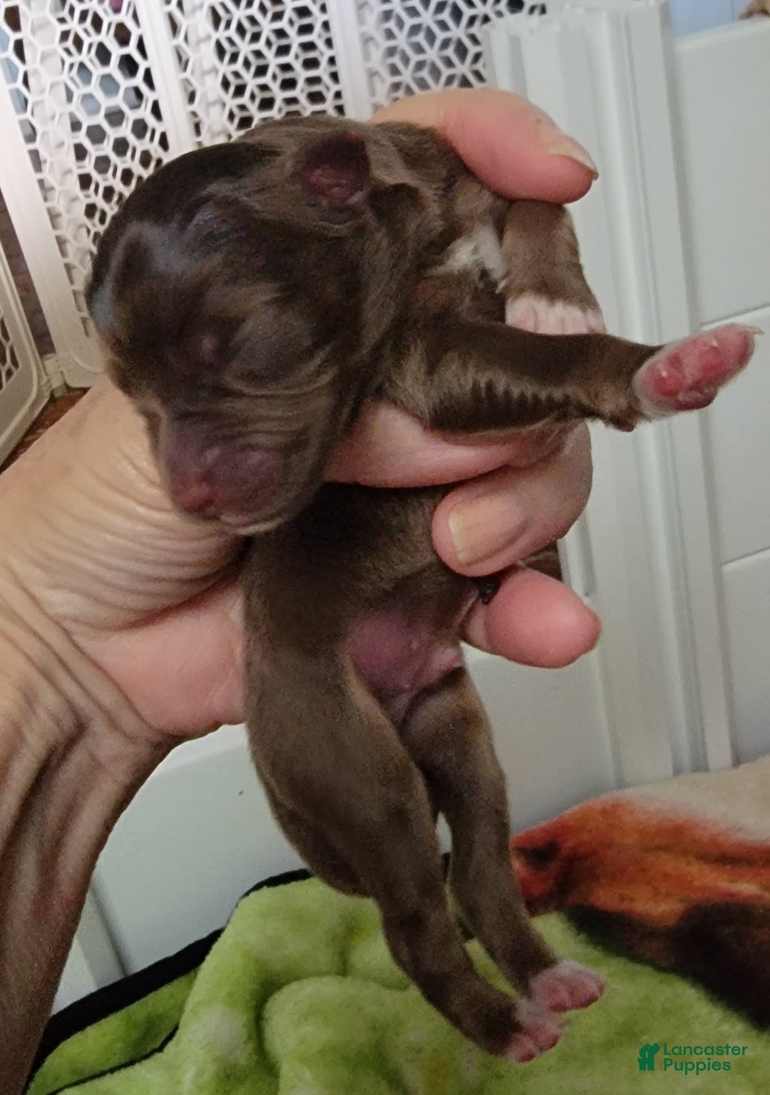 Australian Shepherd dogs for sale: Red Male - Image 2