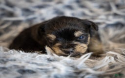 Miniature Schnauzer dogs for sale: Hugo - Image 1