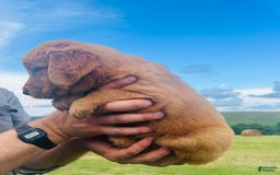 Golden Retriever dogs for sale: Meadow - Image 21