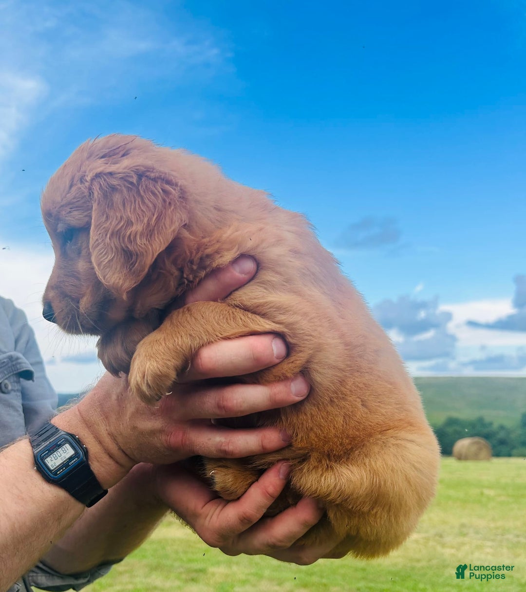 Golden Retriever dogs for sale: Meadow - Image 21