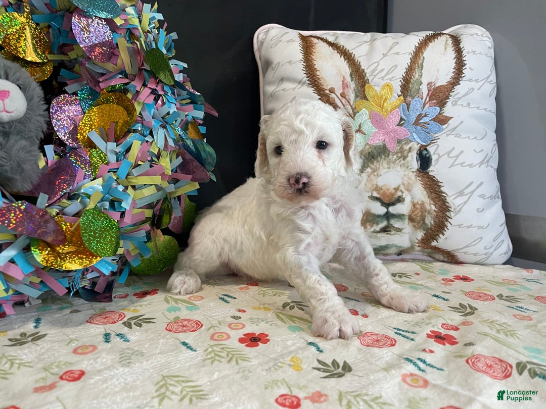 Miniature Poodle dogs for sale: Zella - Image 9