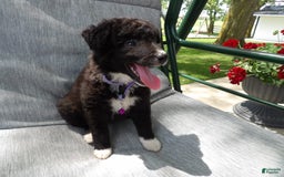 Border Collie dogs for sale: Bethany - Image 1