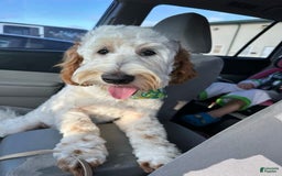 Mini Goldendoodle dogs for sale: Red Collar - Image 6