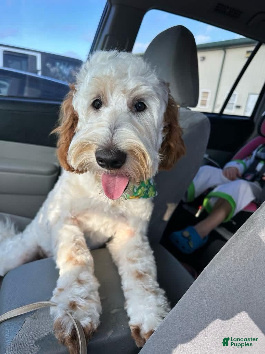 Mini Goldendoodle dogs for sale: Red Collar - Image 6