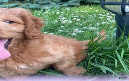 Mini Goldendoodle dogs for sale: Elvis - Image 5