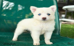 Pomsky dogs for sale: Rome - Image 4