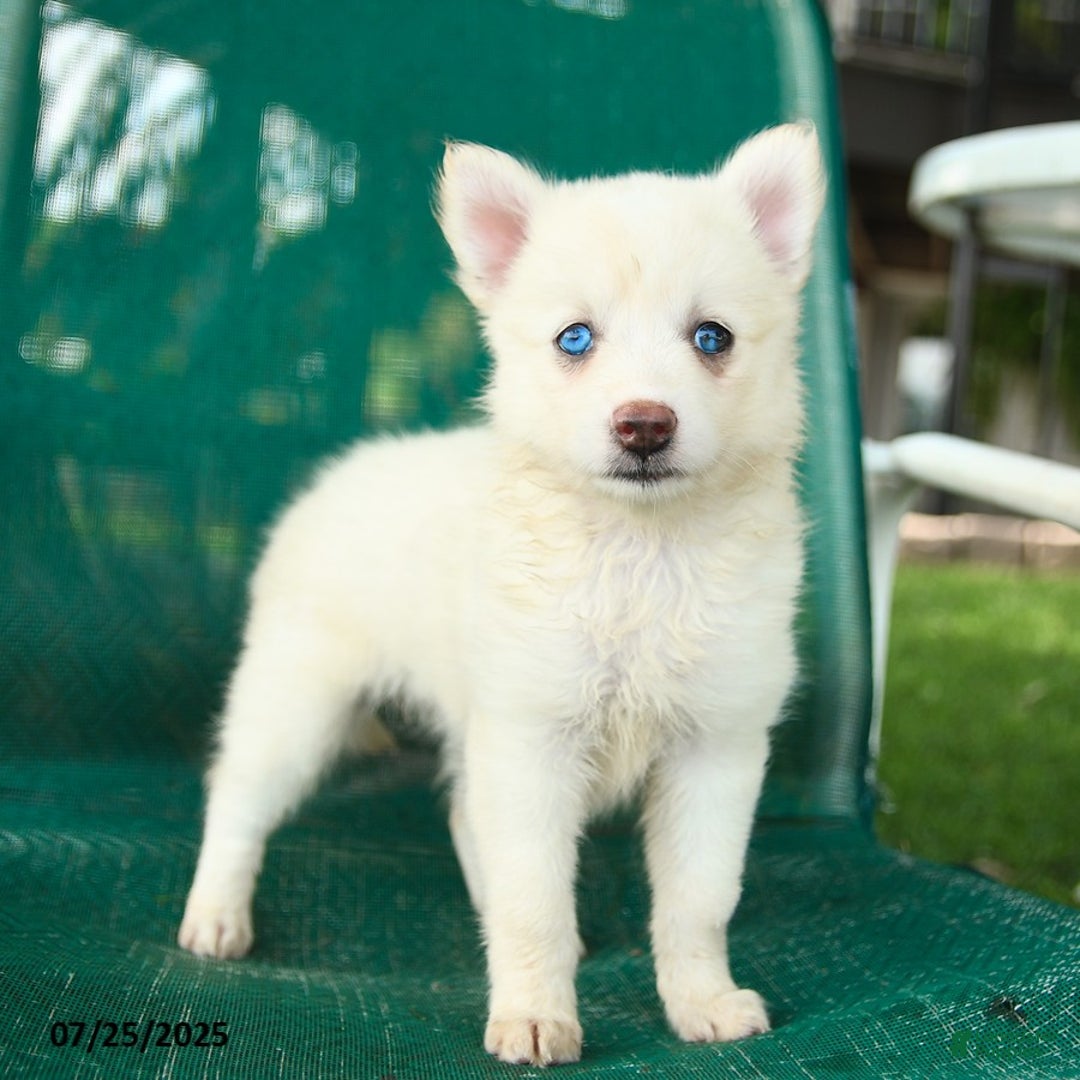 Pomsky dogs for sale: Rome - Image 4