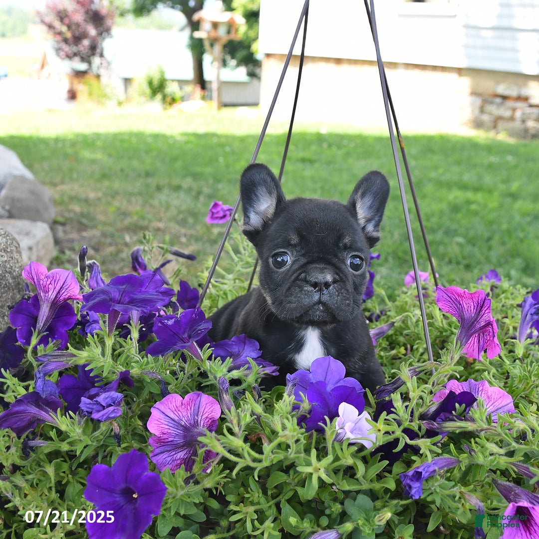 French Bulldog dogs for sale: Fancy - Image 4