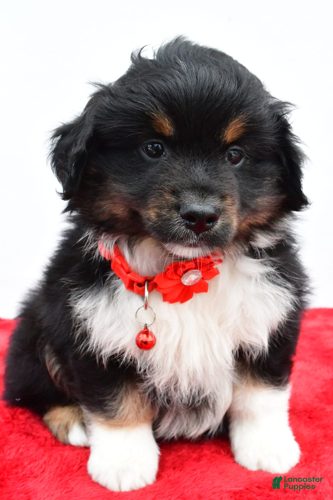 Miniature Australian Shepherd dogs for sale: Liam - Image 2