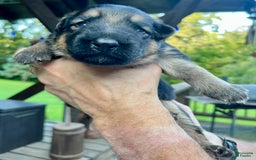 German Shepherd dogs for sale: Boy - Image 20