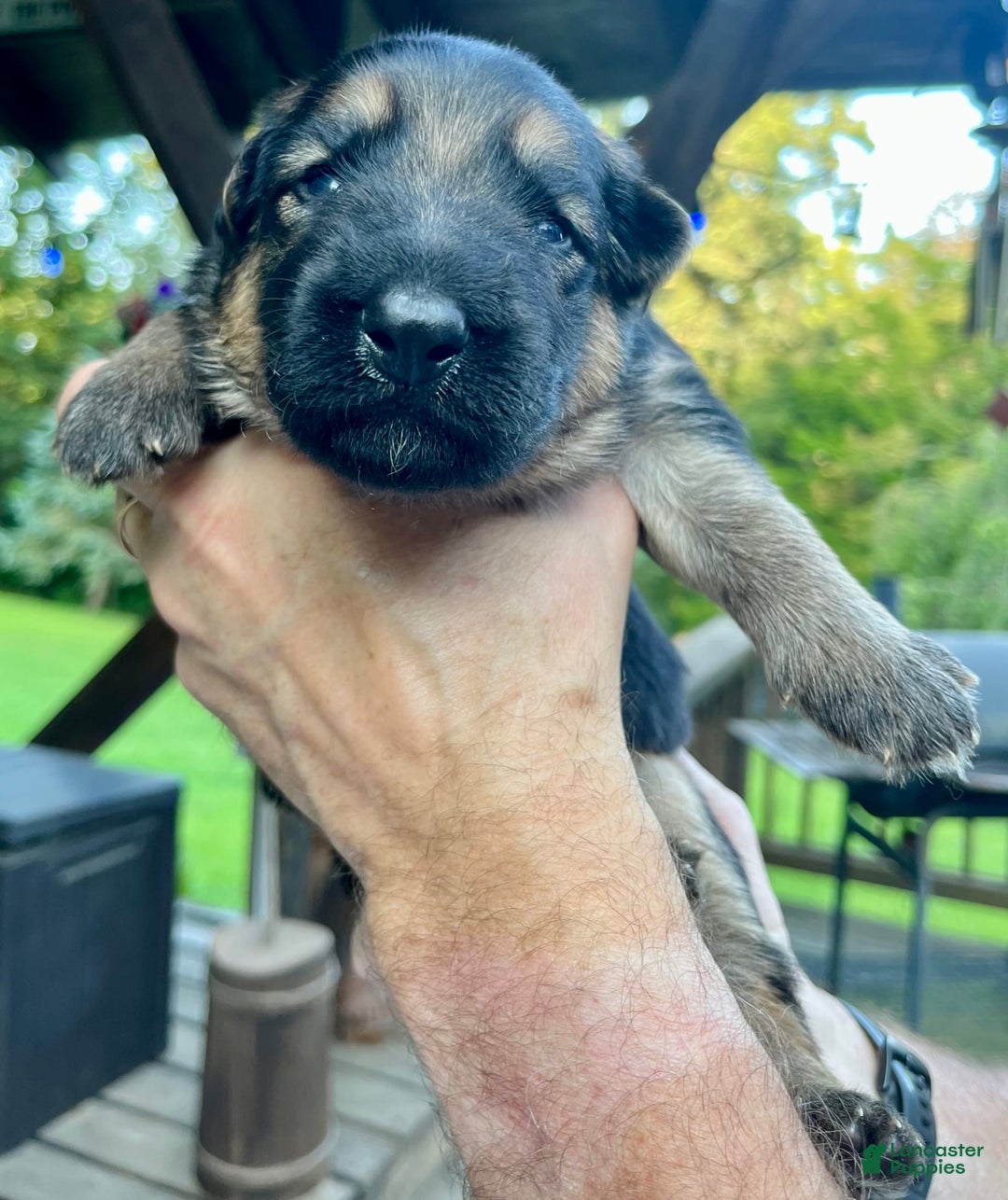 German Shepherd dogs for sale: Boy - Image 20