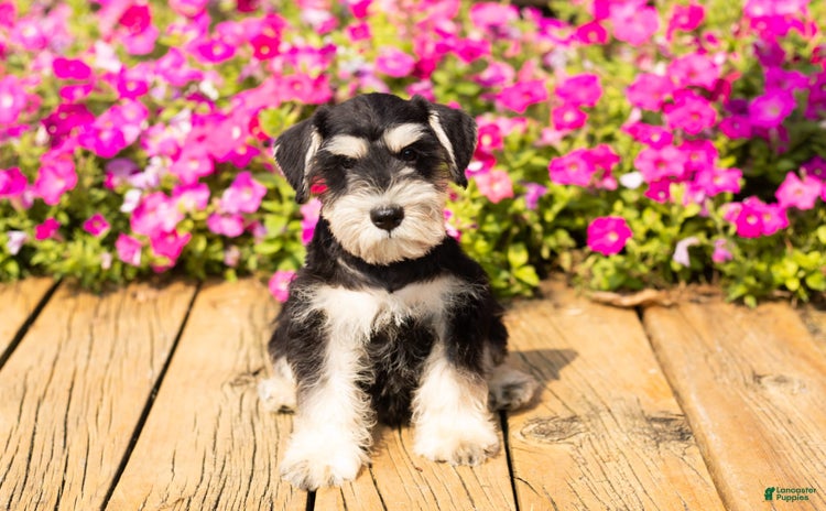 Miniature Schnauzer dogs for sale - Ad 5