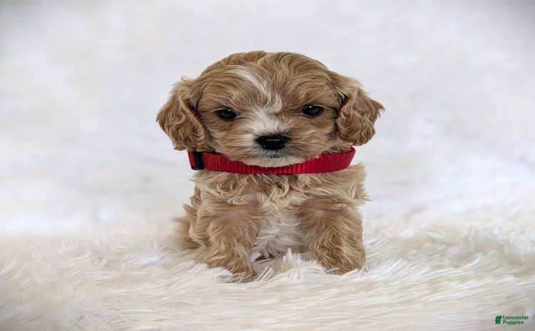 Cavapoo dogs for sale - Ad 4