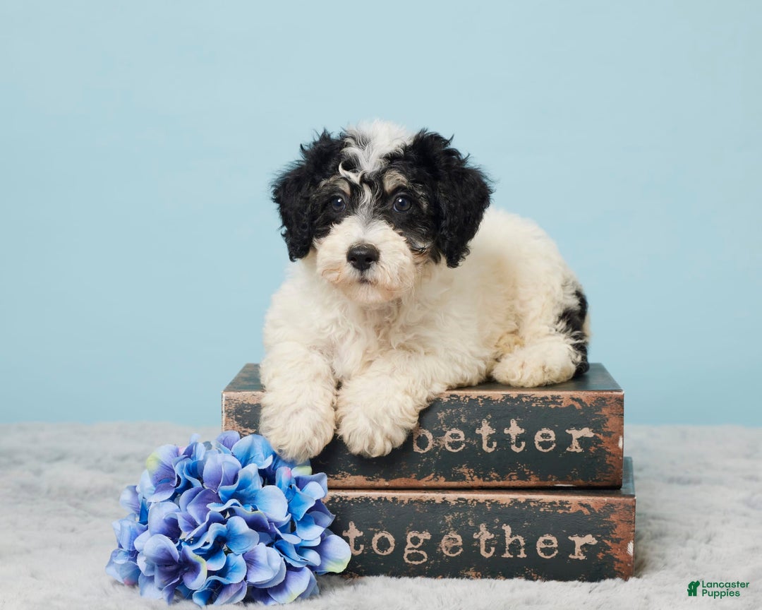 Miniature Poodle dogs for sale: Russ - Image 1