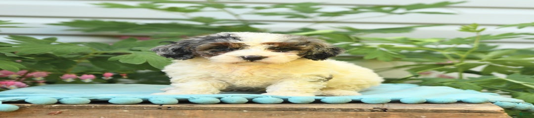 Lulu