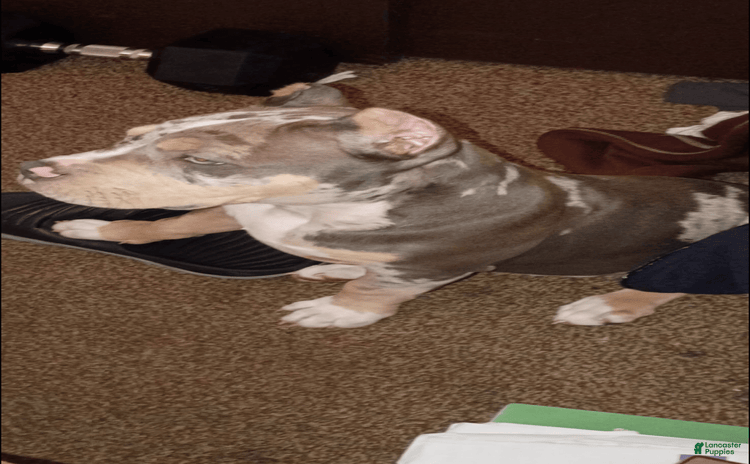 American Bully dogs for sale - Ad 1