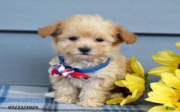 Maltipoo dogs for sale: Nixon - Image 8