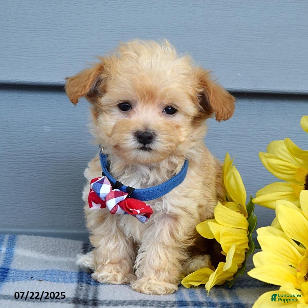Maltipoo dogs for sale: Nixon - Image 8