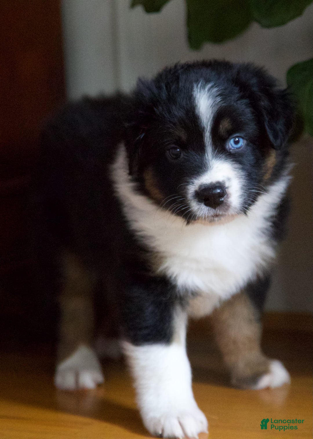 Australian Shepherd dogs for sale: Grape - Image 4