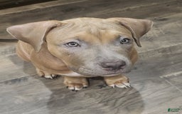 American Bully dogs for sale: Big Hoss - Image 39