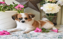 Papillon dogs for sale: Alex - Image 9