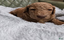 Standard Poodle dogs for sale: Palomino - Image 3