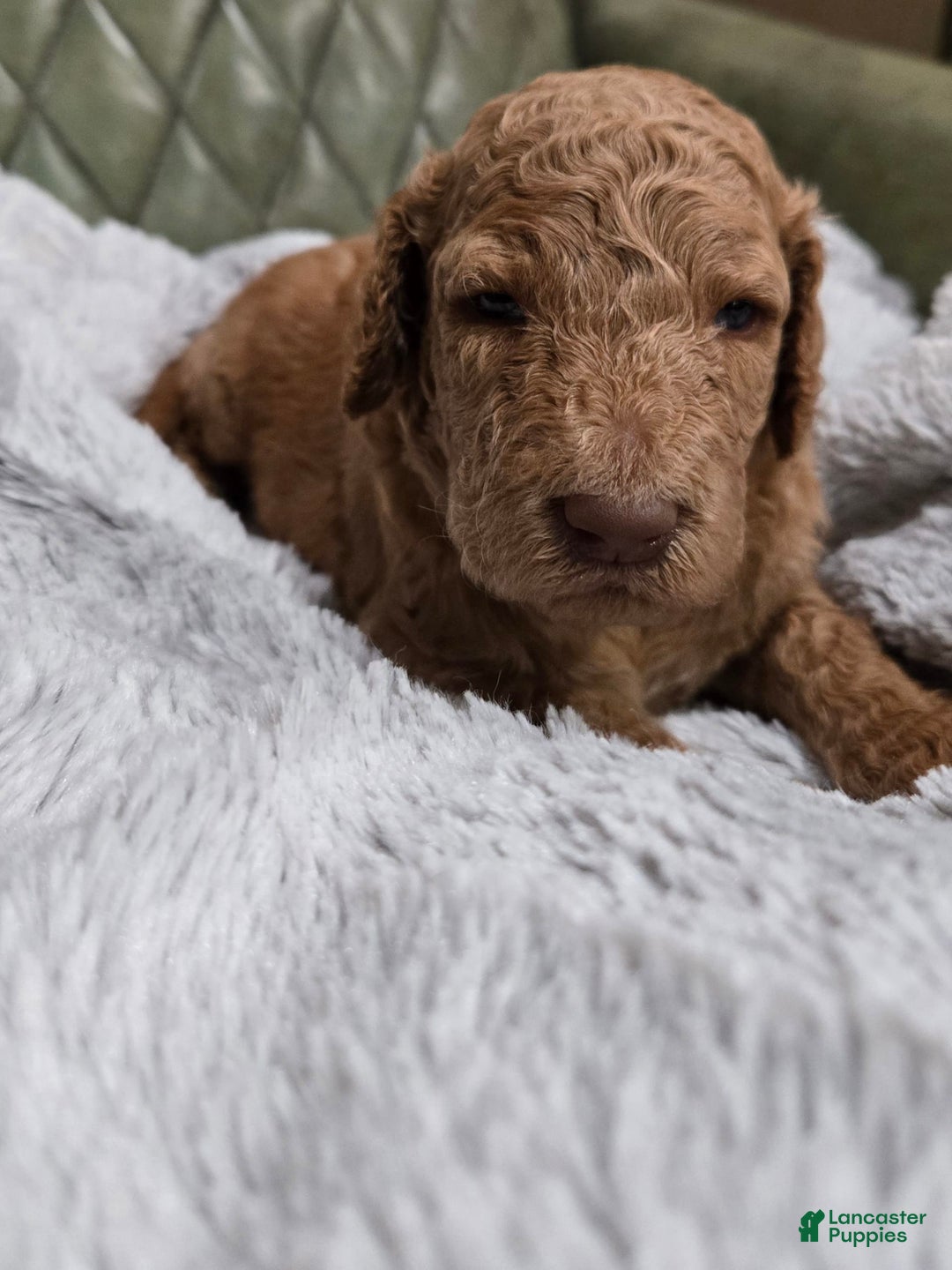 Standard Poodle dogs for sale: Palomino - Image 3