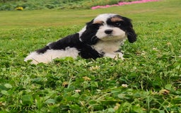 Cavapoo dogs for sale: Marley - Image 1