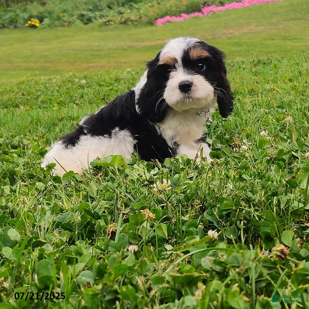Cavapoo dogs for sale: Marley - Image 1